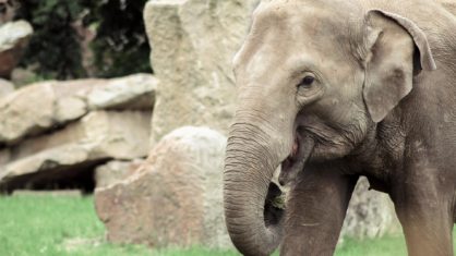 Eröffnet das Elefantengehege im Karlsruher Zoo wirklich im Herbst?