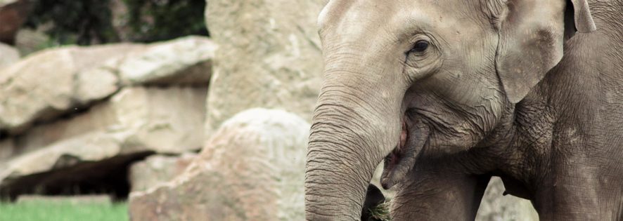 Eröffnet das Elefantengehege im Karlsruher Zoo wirklich im Herbst?